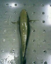 鰟鮍吃什么? 请教下!