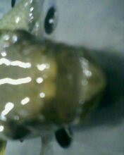 鰟鮍吃什么? 请教下!