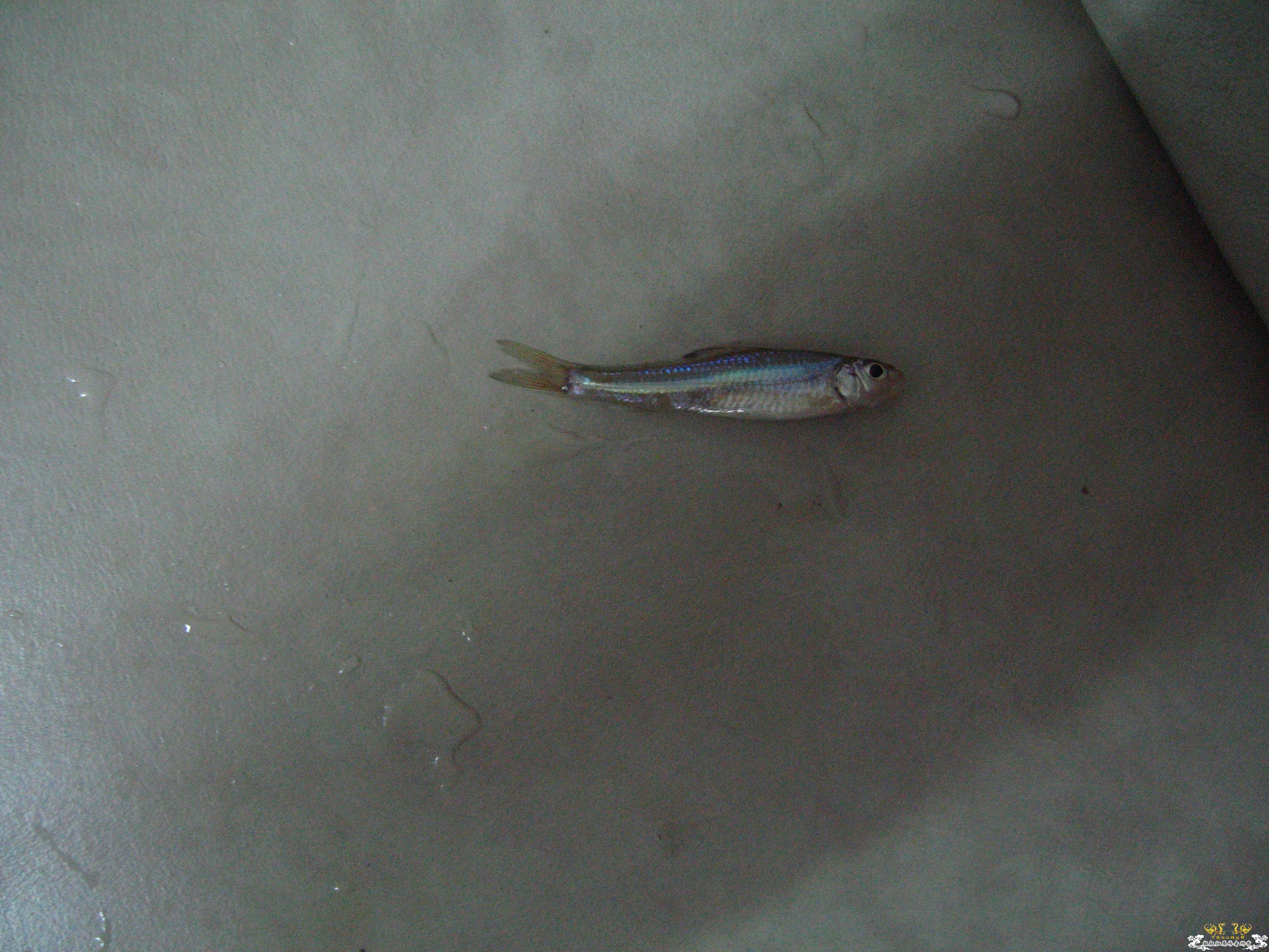 亮壳银鮈  高手请进