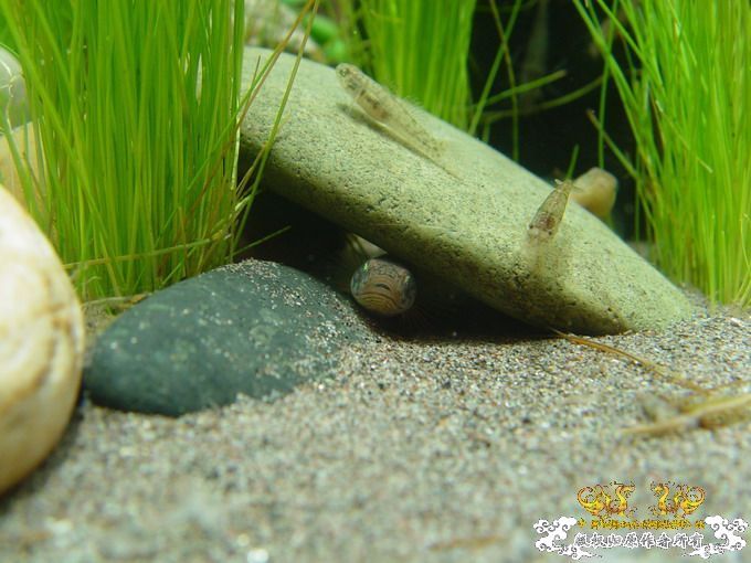 [求助][讨论]请问养旁皮缸里应该怎样布置?