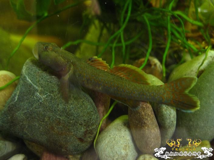 我的叉尾-----------不是斗