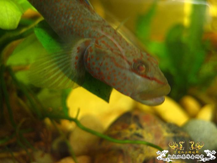 刚采的---------（另加3P）