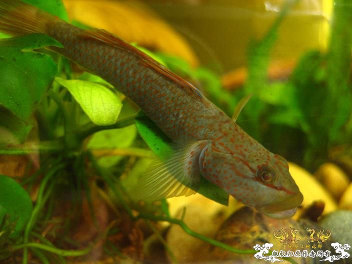 刚采的---------（另加3P）