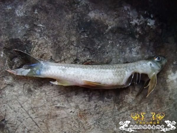 四须盘鮈，没了，遗照