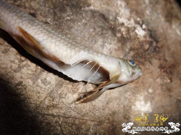 四须盘鮈，没了，遗照