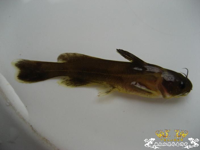 被吓死的