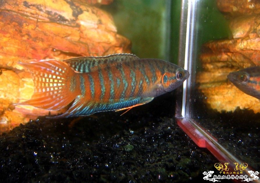 广西沿海的一条小普叉