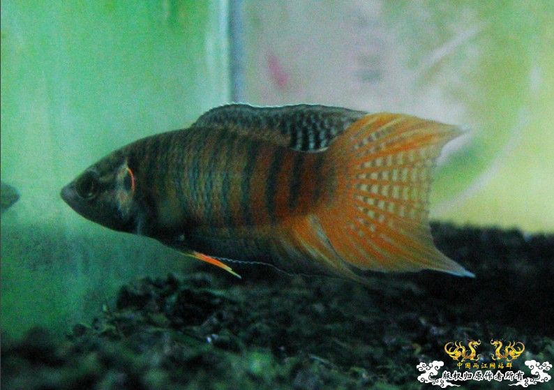 广西沿海的一条小普叉