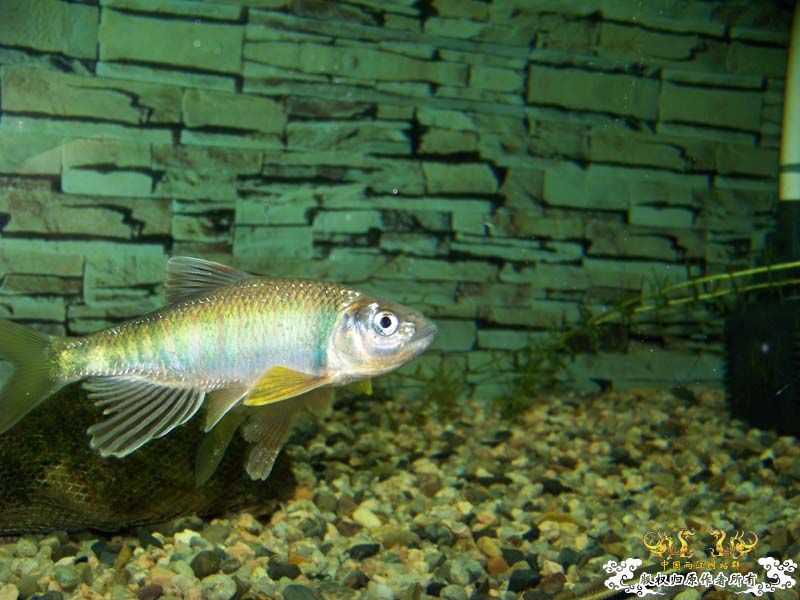 刚采的宽,忍不住发几张再睡觉