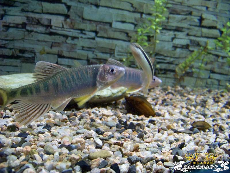 刚采的宽,忍不住发几张再睡觉