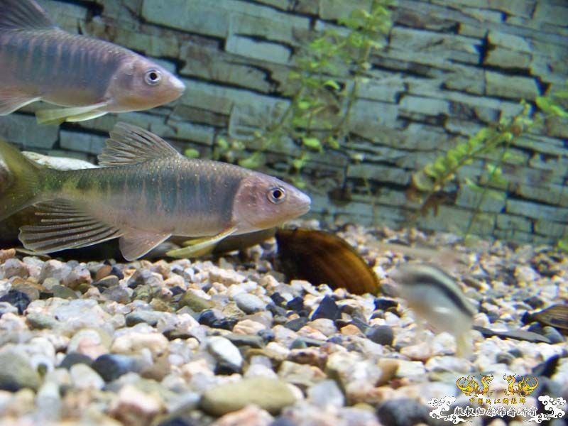 刚采的宽,忍不住发几张再睡觉