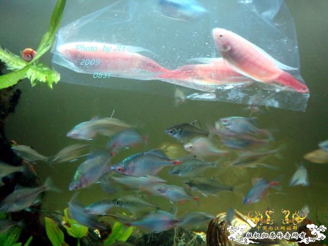 [原创]新购的白叉