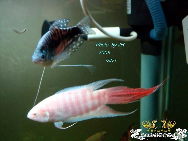 [原创]新购的白叉