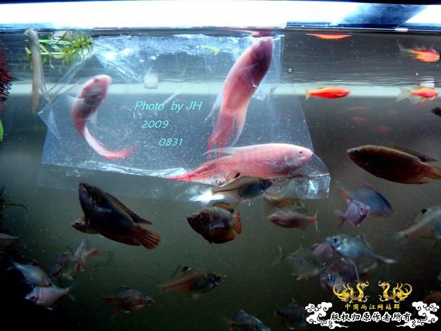 [原创]新购的白叉