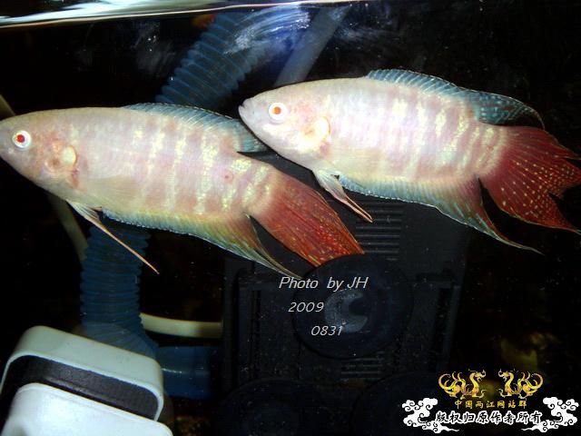 [原创]新购的白叉