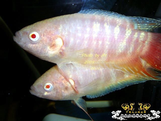 [原创]新购的白叉