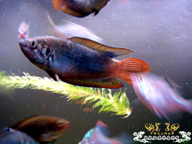 [原创]新购的白叉