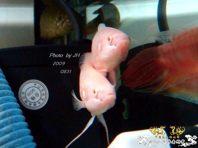 [原创]新购的白叉