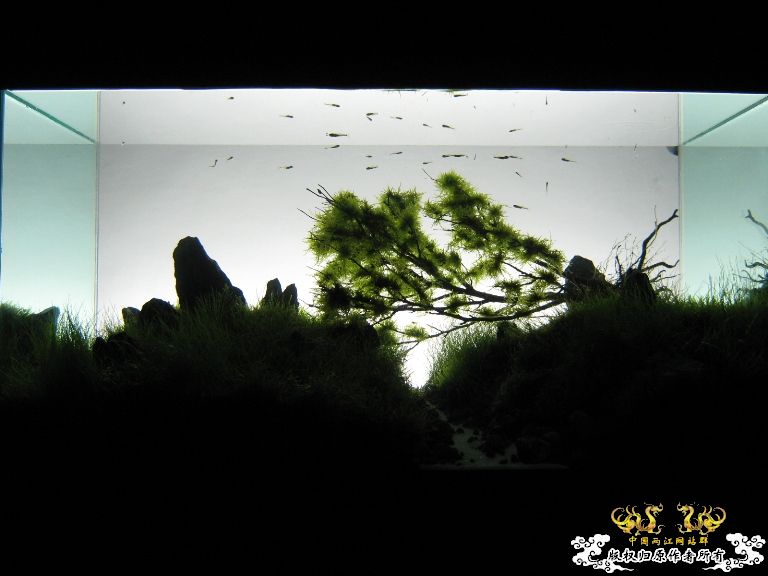 第二个原生缸