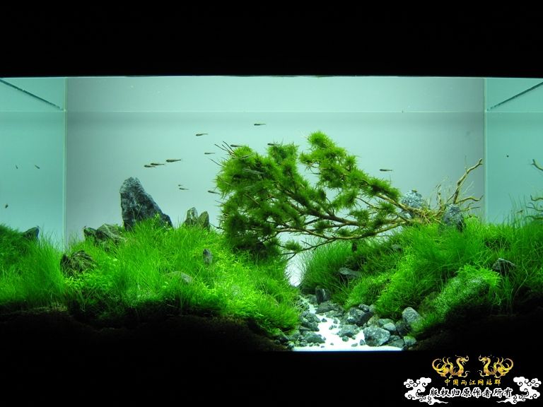 第二个原生缸