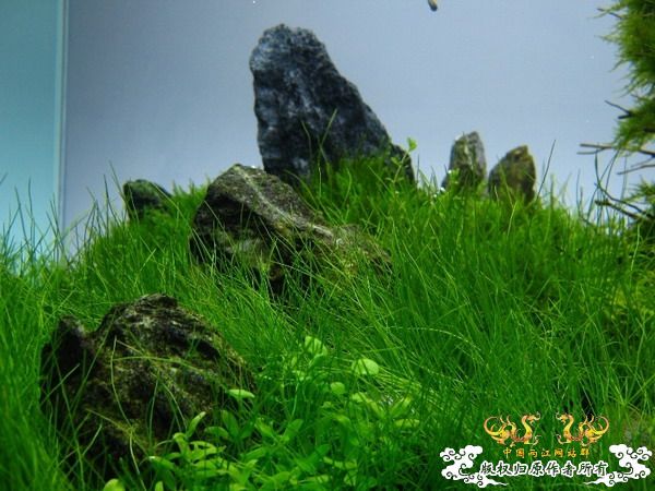 第二个原生缸