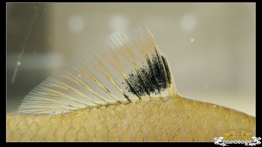 求这些照片的作者