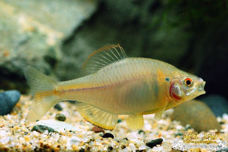 求这些照片的作者