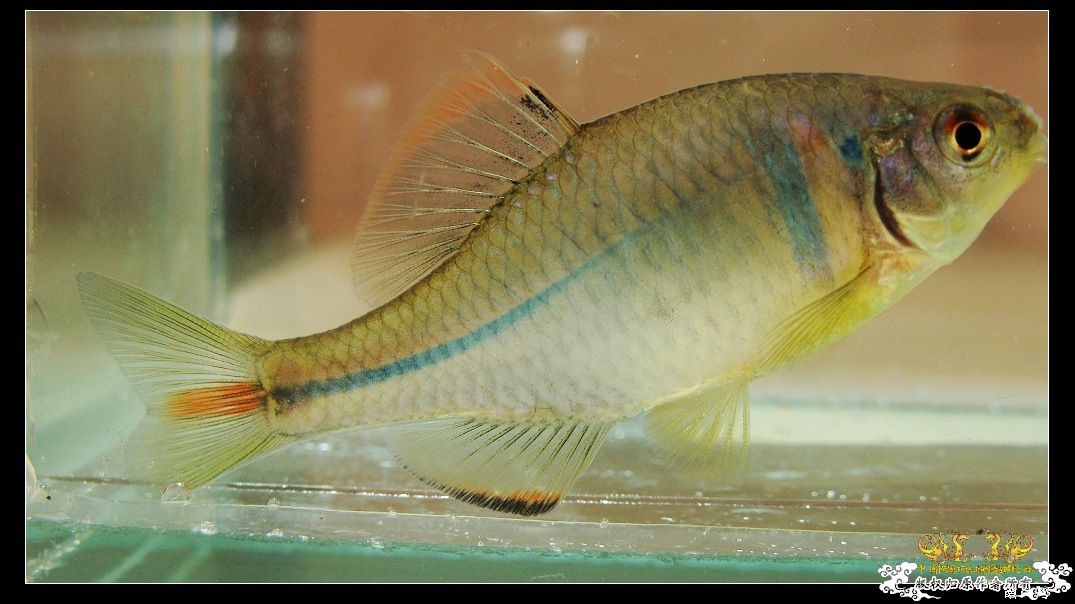 求这些照片的作者