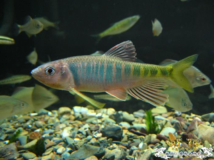 刚采的宽,忍不住发几张再睡觉