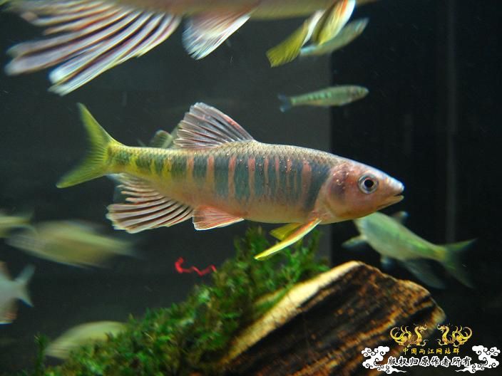 刚采的宽,忍不住发几张再睡觉