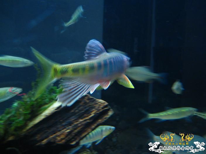 刚采的宽,忍不住发几张再睡觉