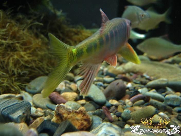 刚采的宽,忍不住发几张再睡觉