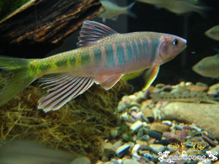 刚采的宽,忍不住发几张再睡觉