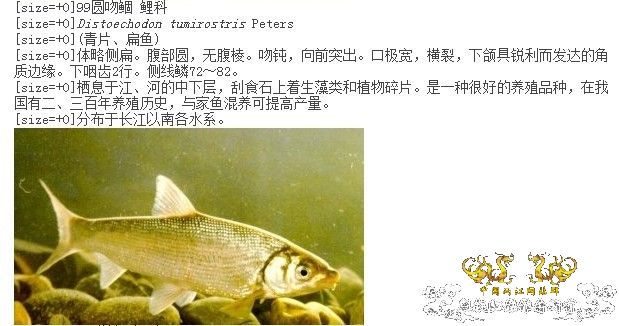 [转帖]何鱼???