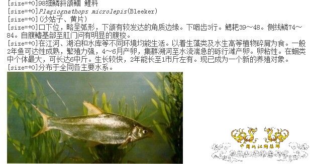 [转帖]何鱼???
