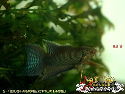 [转帖]壮家德保黑叉“青龙驹”