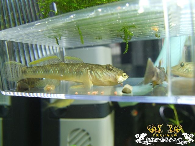 [分享]一场实力悬殊的打斗