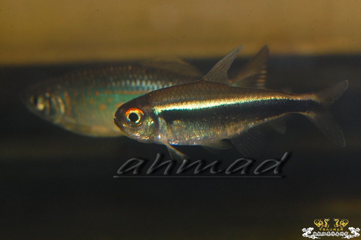 [原创]此帖无名！！