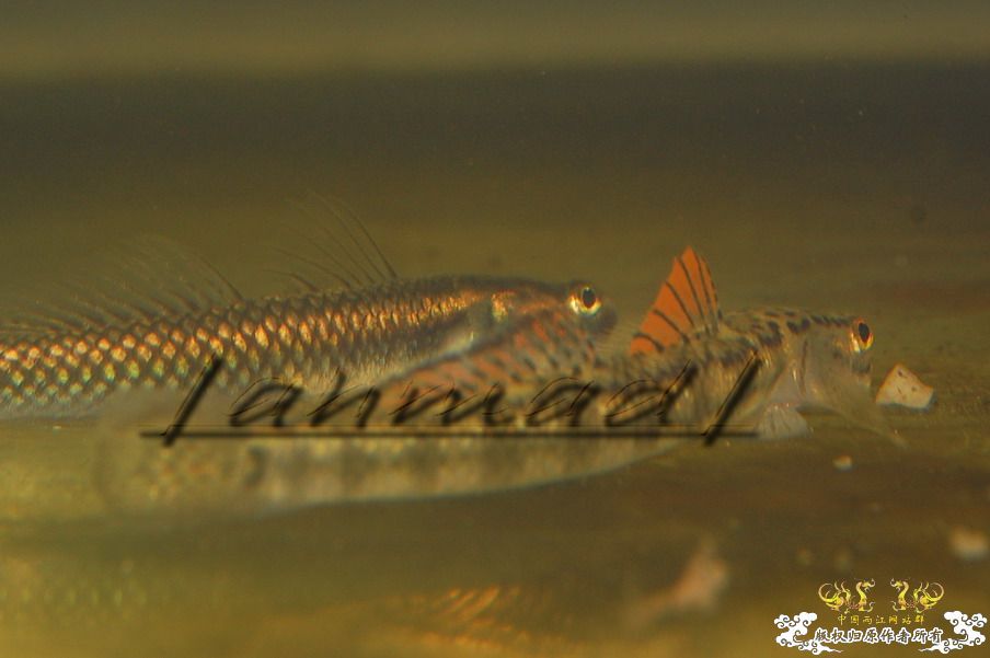 [原创]此帖无名！！