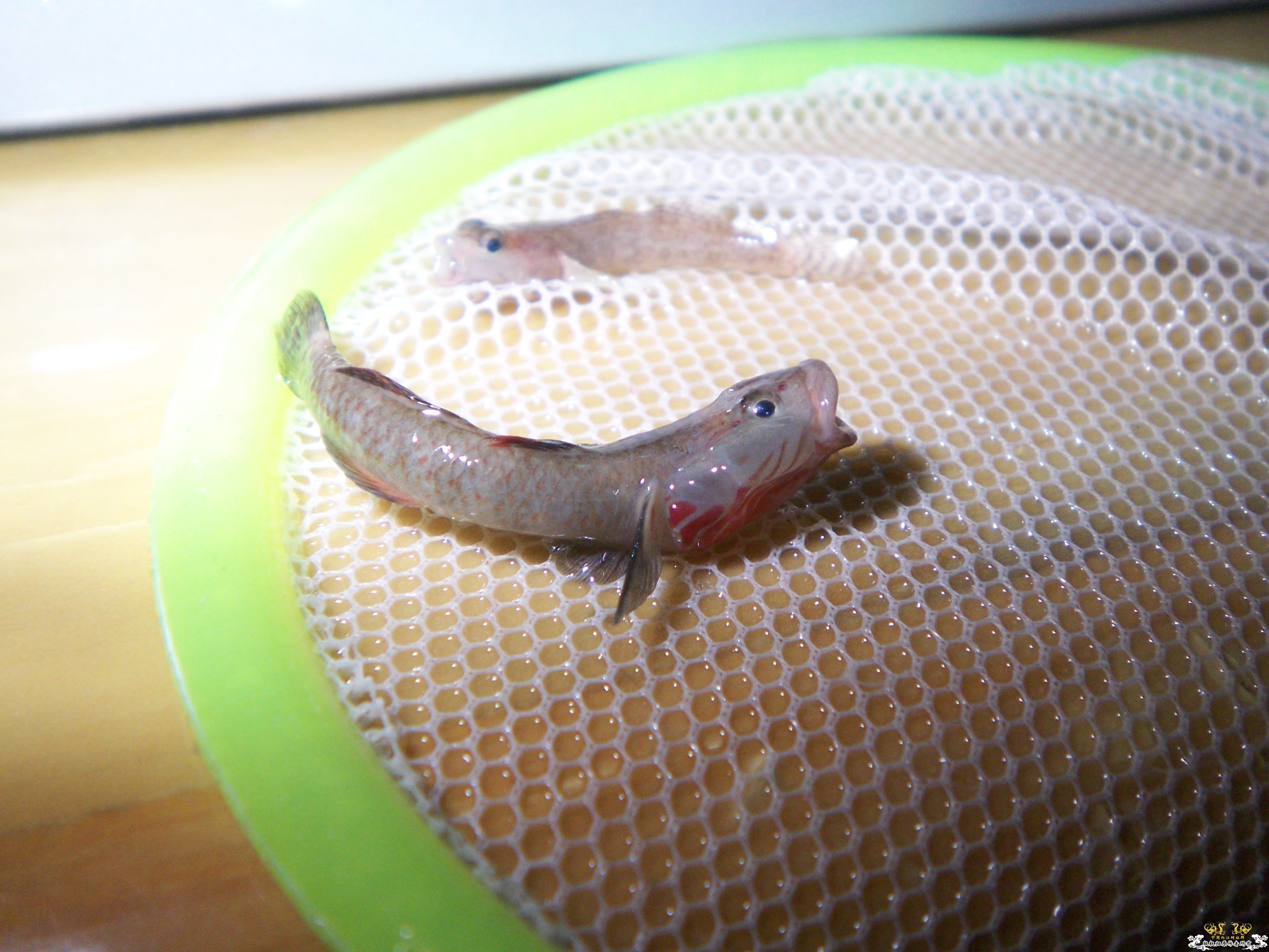 [求助]虾虎死了,希望大家提供点饲养技巧(已经补图)