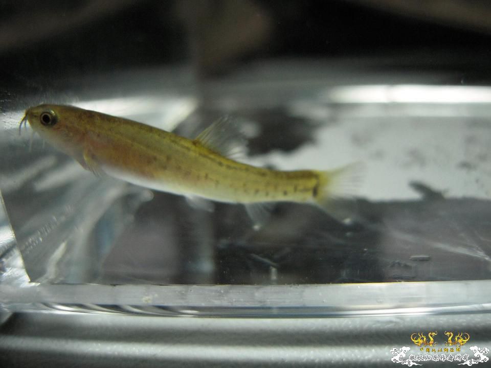 Yunnanilus longibarbatus Gan, Chen & Yang, 2007