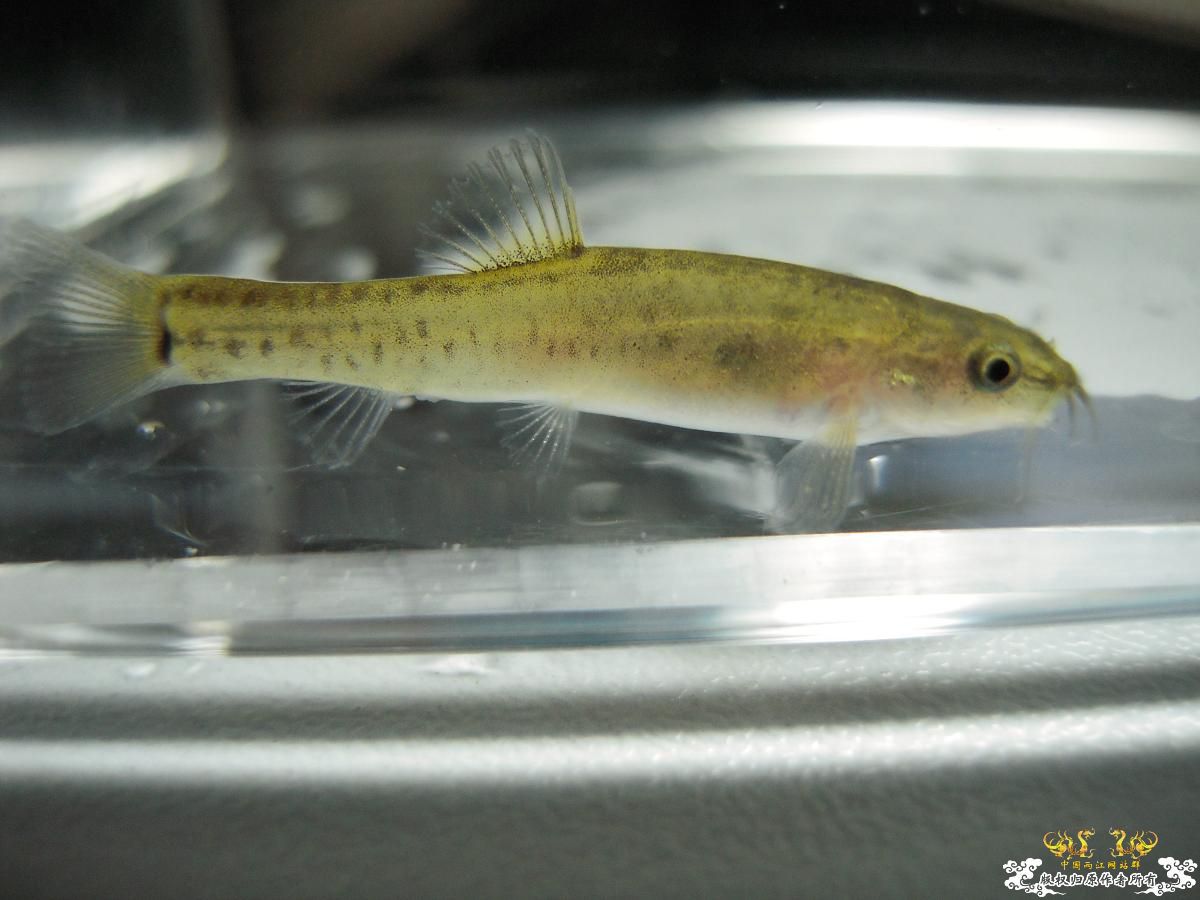 Yunnanilus longibarbatus Gan, Chen & Yang, 2007