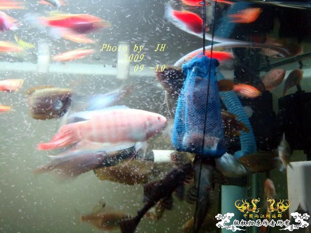 [原创]白叉和它的原生邻居们