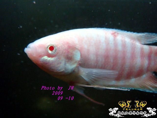 [原创]白叉和它的原生邻居们