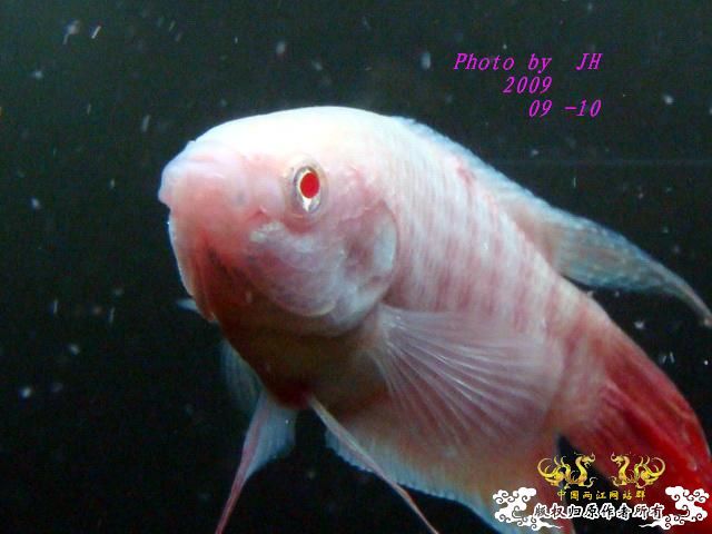 [原创]白叉和它的原生邻居们