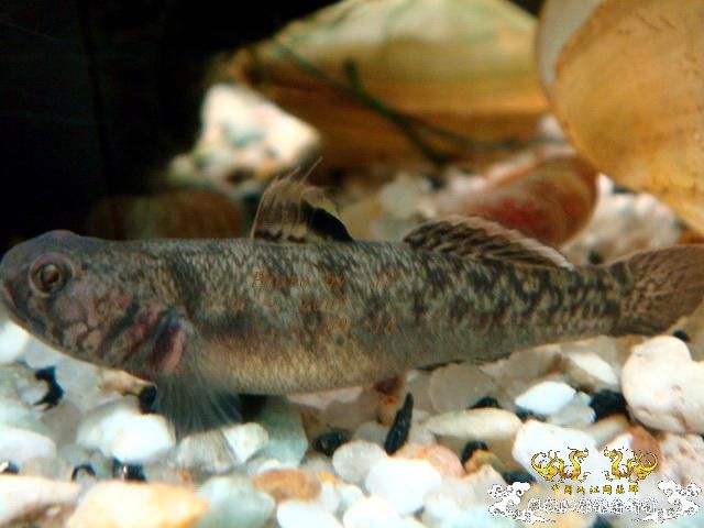 [原创]白叉和它的原生邻居们