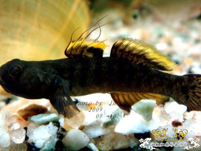 [原创]白叉和它的原生邻居们