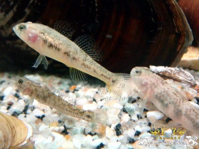 [原创]白叉和它的原生邻居们