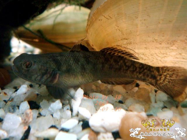 [原创]白叉和它的原生邻居们