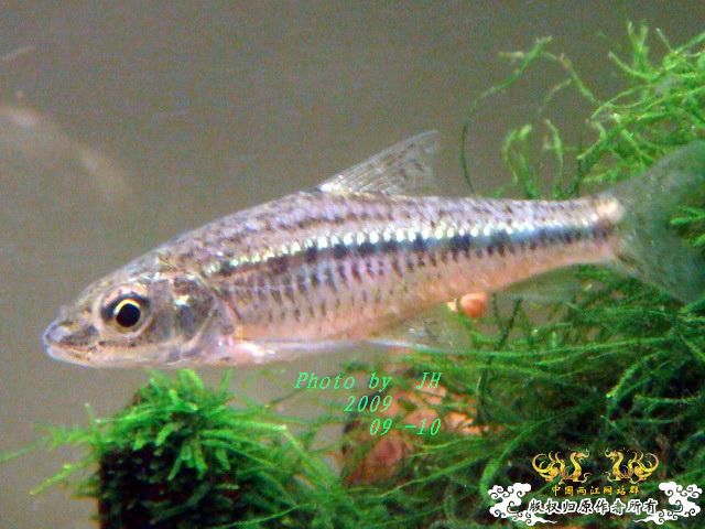 [原创]白叉和它的原生邻居们